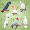 Collection of different types of realistic cockatoo