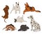 Collection Of Dog Breeds Icons