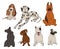 Collection Of Dog Breeds Icons