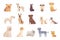 Collection dogs of Different Breeds. Vector dogs on white background