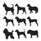 Collection of dogs silhouette