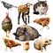 Collection of domestic animals