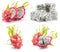 Collection of dragon fruits isolated on a white background