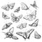 Collection of drawings butterfly