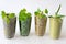 Collection of Dried and Fresh Herbs - from left: marjoram, parsley, oregano, rosemary