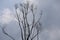 Collection of dry plant twigs on a cloudy