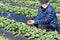 Collection of early strawberries. Boy in a jacket holding a han