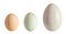 Collection of eggs, large white goose egg, light green duck egg, light brown chicken egg, isolated on white background, close up