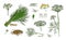 Collection of elegant drawings of dill plant with flowers, leaves and seeds isolated on white background. Fragrant herb
