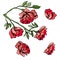 Collection of elements  of blossoming red  flowers of rose. Hand drawn ink  and colored sketch  isolated on white background