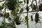 Collection of epiphyte plants hanging on the wall of a greenhouse in low angle view.