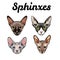 Collection of exotic cats of breed a sphinx. Sphinx cats set. Vector illustration.