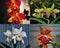 Collection of Exotic orchid