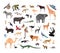 Collection of exotic wild animals isolated on white background. Bundle of fauna species living in savannah, jungle and