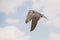 A collection of Falcons capsflying falcon in the blue sky