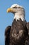 A collection of Falcons capsflying falcon in the blue sky