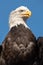 A collection of Falcons capsflying falcon in the blue sky