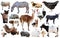 collection farm animals