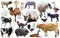 collection farm animals