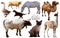 Collection farm animals