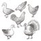 Collection of farm poultry. Vector eps10 isolated illustrations.