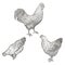 Collection of farm poultry. Vector eps10 isolated illustrations.