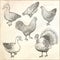 Collection of farm poultry. Vector eps10 isolated illustrations.