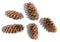 Collection of fir cones with cast shadow