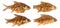 Collection of fish fried isolated on white background with clipping path