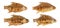 collection of fish fried isolated on white background with clipping path