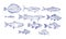 Collection of fish hand drawn with blue contour lines on white background. Bundle underwater animals or creatures living