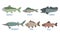 Collection of Fish Species with Name Subscription, Salmon, Perch, Catfish, Sturgeon, Carp, Trout Vector Illustration