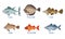 Collection of Fish Species with Name Subscription, Tuna, Cod, Flounder, Slab, Surmullet, Scad Vector Illustration