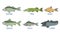 Collection of Fish Species with Name Subscription, Zander, Pike, Bream , Salmon, Perch, Catfish Vector Illustration