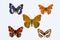 Collection of five brush footed butterflies on white