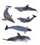 Collection of five isolated grey dolphins