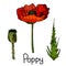 A collection of flowers of a blooming poppies on an isolated white background. The contour is drawn by hand. Set of vintage