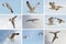 Collection of flying seagull birds on blue sky background. Summer beach themes