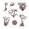 Collection of forest wild mushrooms. Honey mushrooms. Set. Hand drawn.