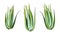 Collection of four green aloe vera plant isolated on white background