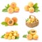Collection of fresh apricot fruits