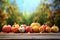 A collection of fresh Autumn harvest pumpkins.