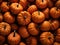 A collection of fresh Autumn harvest pumpkins. Autumn seasonal concept.
