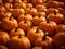 A collection of fresh Autumn harvest pumpkins. Autumn seasonal concept.