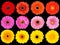 Collection of Fresh Gerbera Flowers Isolated on Black