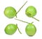 Collection of fresh green coconuts on white background