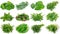 Collection of fresh herbs on white background