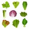 Collection of fresh salad leaves, radicchio, lettuce, romaine, kale, collard, sorrel, spinach, mizuna, healthy organic