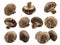Collection Fresh shiitake mushroom