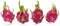 Collection fresh whole dragon fruit or pitahaya,pitaya and Hylocereus isolated on white background